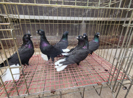 TURKISH WHITE TAILS FOR SALE