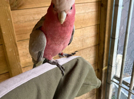 Garla cocktoos