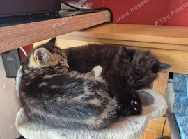 Kittens x2