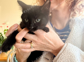 Beautiful kittens looking for their forever homes