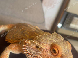 Make beared dragon and set up