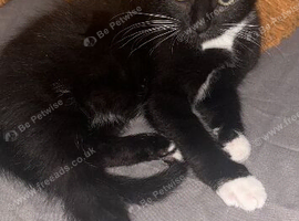 Black and white kitten