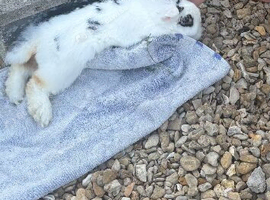 Mini loop rabbit