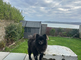 Pomeranian