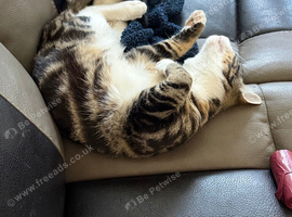10 month old Neutered mixed breed male cat