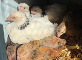 5 week old chicks free