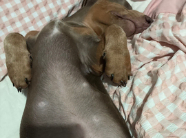 Isabella & Tan Boy Puppy