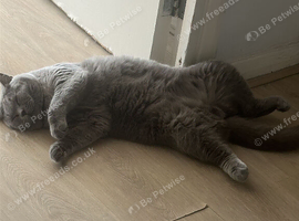 British short hair male rehome