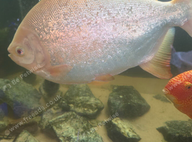 Paku fish