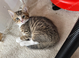 Two beautiful bengal-tabby kittens looking for new homes