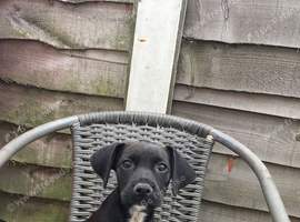 Patterdale terrier puppy