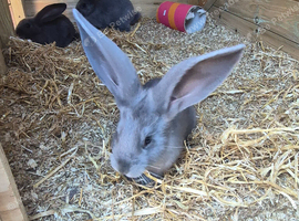 Pure giant continental rabbits