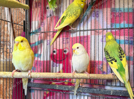 Young and adult budgies