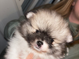 Female Pomeranian