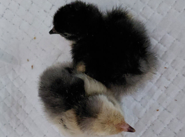 Chicks for sale