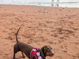 Dachshund