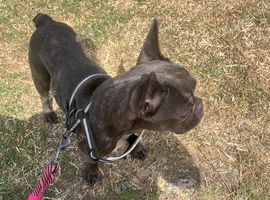 7 month french bulldog