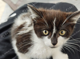 Beautiful Black & White Female Kitten &ndash; &pound;20 ️