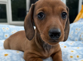 Beautiful miniature dachshund puppies one left  READY NOW