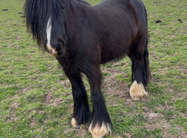 12.3hh 5yo lovely gelding