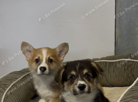 Stunning tri-coloured male Welsh Pembroke Corgi