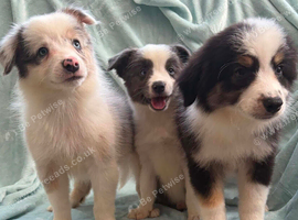 Stunning border collie pups