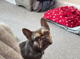 Selling my daughters wee Frenchie