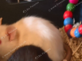 Rats cheddar and cheese
