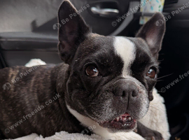 French Bulldog