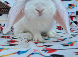 Frenchlops 3 bucks left  8 weeks old