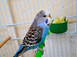 Baby Budgie for sale