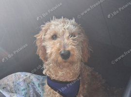 Poodle called sandy