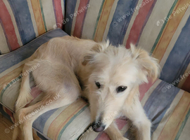 Lurcher whippet x saluki