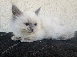 Sunning ragdoll kittens