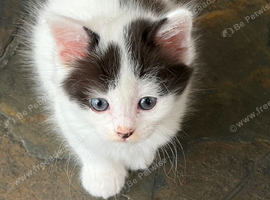 Beautiful part Turkish van kittens