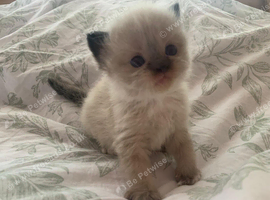 Ragdoll X Persian