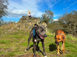 Rhodesian ridgeback cross