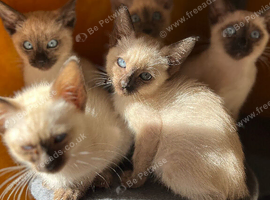 Siamese kittens ready now