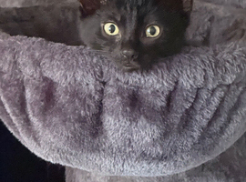 Kittens for sale