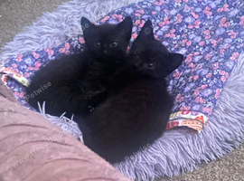 2 beautiful black  kittens