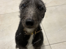 Whippet x bedlington