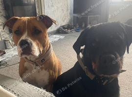 Staff cross Rottweiler