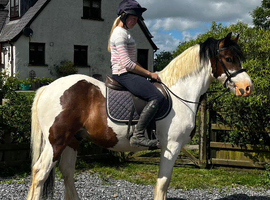 Fun All Round Cob X Gelding