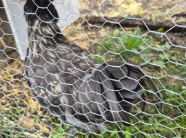 Satin rooster