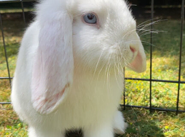 English lop bunnies