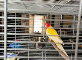 Hen rosella lutino