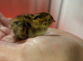 Fully feathered Coturnix quail male and female available