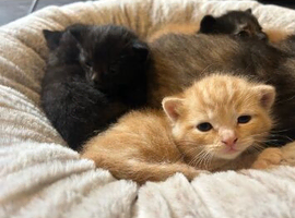 Long hair kittens xxx