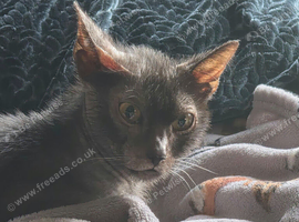 2 year old lykoi girl