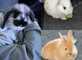 female and 2 male rabbits